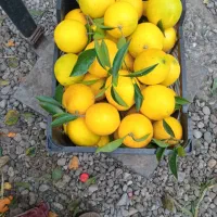 پرتقال درجه یک مستقیم با باغ دار