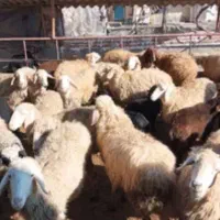 گوسفند صدرصد ارگانیک در مکان تمیز و تخفیف ۲۰ درصدی|حیوانات مزرعه|مشهد, آبکوه|دیوار