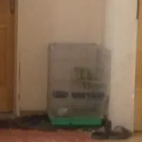 یک جفت طوطی ملنگو بالغ تخم گزار