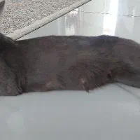 گربه