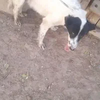 لاس حمال سگ