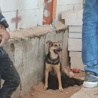 سگ گرگی با ۶ تا توله