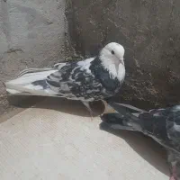 کبوتر|پرنده|نیمروز, |دیوار