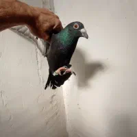 پرنده کبوتر|پرنده|نیمبلوک, |دیوار