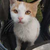 واگذاری بچه گربه دو ماهه