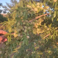 نهالستان سعید افشانی نهال گیلاس وزرد آلو عسگر آباد|خدمات باغبانی و درختکاری|ارومیه, |دیوار