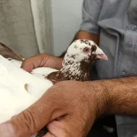 کبوتر کارل میولمنز مسافتی پلاکی