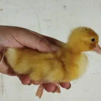 جوجه مرغ/اردک/ بوقلمون|حیوانات مزرعه|کازرون, |دیوار