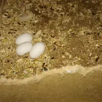 عروس هلندی با تخم|پرنده|شوشتر, |دیوار