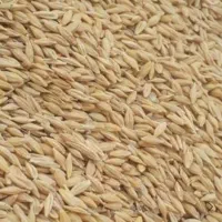 فروش جو آبی باکیفیت و مرغوب