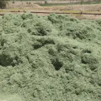 یونجه خرمنکوب
