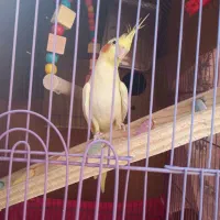 طوطی عروس