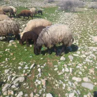 قورچ چهار بره