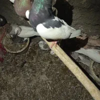 کفتر پرشی|پرنده|زبرخان, |دیوار