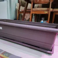 گلدان ۹۰ گلپونه خاکستری|گل و گیاه طبیعی|تهران, خواجه نظام الملک|دیوار