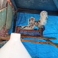 شامپیون کبوتر