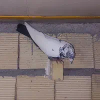 تعدادی پرنده پرشی