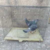 پلاکی نر ماده|پرنده|الیگودرز, |دیوار