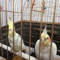 عروس هلندی|پرنده|قدس, شهرقدس|دیوار