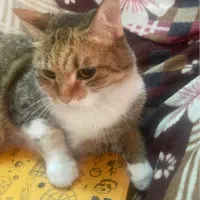 واگذاری گربه خانگی