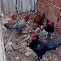 مرغلاری|حیوانات مزرعه|مینودشت, |دیوار