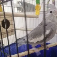 عروس هلندی|پرنده|محمدشهر, ولدآباد|دیوار