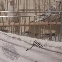 یک جفت عروس هلندی آماده