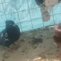 گمشده مژدگانی به یابنده