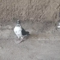 کبوتر