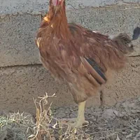 خروس جوان بومی|حیوانات مزرعه|شاهین‌شهر, خانه کارگر|دیوار