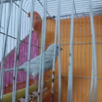 جفت قناری|پرنده|بیرجند, |دیوار