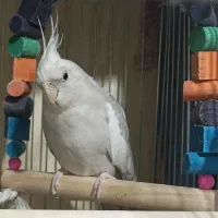 عروس هلندی