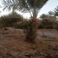 درخت نخل|گل و گیاه طبیعی|رودان, |دیوار