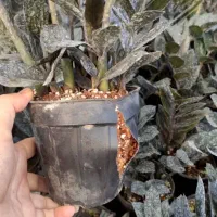 گل زیر قیمت