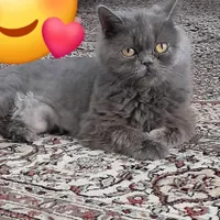 واگذاری گربه نژاد دار