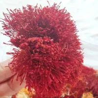 زعفران درجه یک|خوردنی و آشامیدنی|شیراز, شهرک پرواز|دیوار