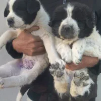 تیله قدرجونی