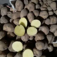 سیب دامی گردویی