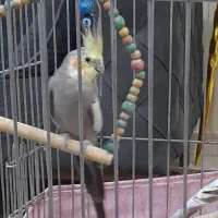 عروسهلندی۷ماهه700هزارتومان