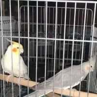 یک جفت عروس هلندی اهلی نیمه سخنگو