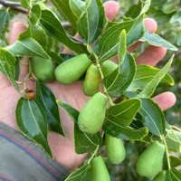 نهال وارداتی پسته|خدمات باغبانی و درختکاری|خوی, |دیوار