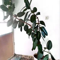 گل فیکوس