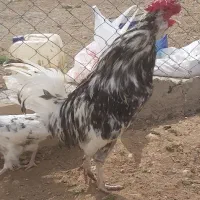فروش خروس جوان و زیبا
