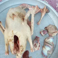 اردک و غاز محلی مرغ و خروس کبابی|حیوانات مزرعه|رشت, پل تالشان|دیوار