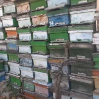 کندوی زنبور عسل مربع و آمریکایی|حیوانات مزرعه|نیر (اردبیل), |دیوار