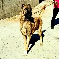 واگذاری فوری ماده سرابی