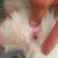 سگ ترییر اصل|سگ|آمل, |دیوار