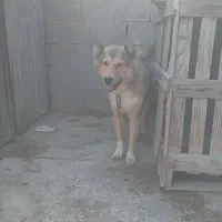 واگذاری سگ گله ای|سگ|بندر گناوه, |دیوار