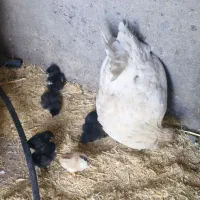 فروش مرغ گلین با جوجه