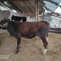 گوساله ماده سیمینتال و هلشتاین|حیوانات مزرعه|کوهدشت, |دیوار